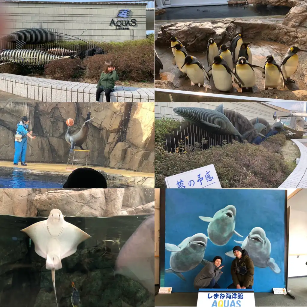 Los delfines blancos en la ciudad de Hamada traen felicidad a quienes los ve